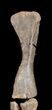 Mounted Diplodocus Front Leg - Awesome Display #35167-7